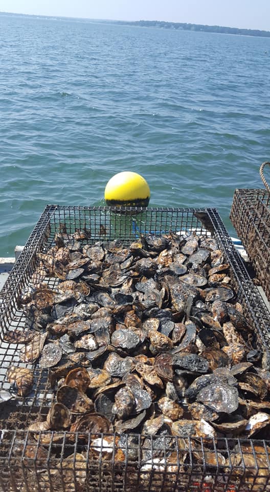 Oysters in oyster tray on deck of boat; looking out over the water with yellow buoy in the background